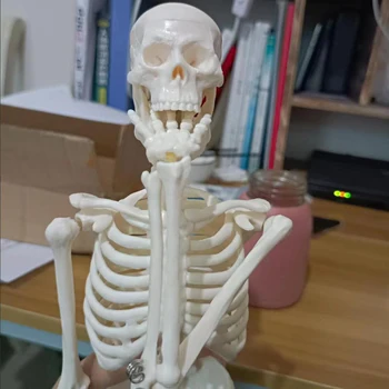 45CM Žmogaus anatominės anatomijos skeleto modelis Aukštos kokybės medicinos mokymosi priemonė Anatomija Žmogaus skeleto modelis Didmeninis lašų siuntimas