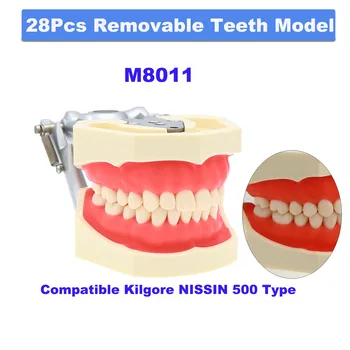 Dantų dantų modelis Standartinis odontologo mokymo modelis Dervos tipodontas 28vnt nuimamas tinka Kilgore NISSIN 500 tipo mokymo demonstracija