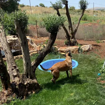 Dog link for Pet Sprinkler Pad Play Cooling Mat Swimming Pool