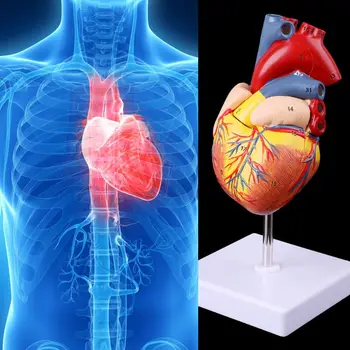 Išardyta anatominio žmogaus širdies modelio anatomijos medicinos mokymo priemonė D5QC